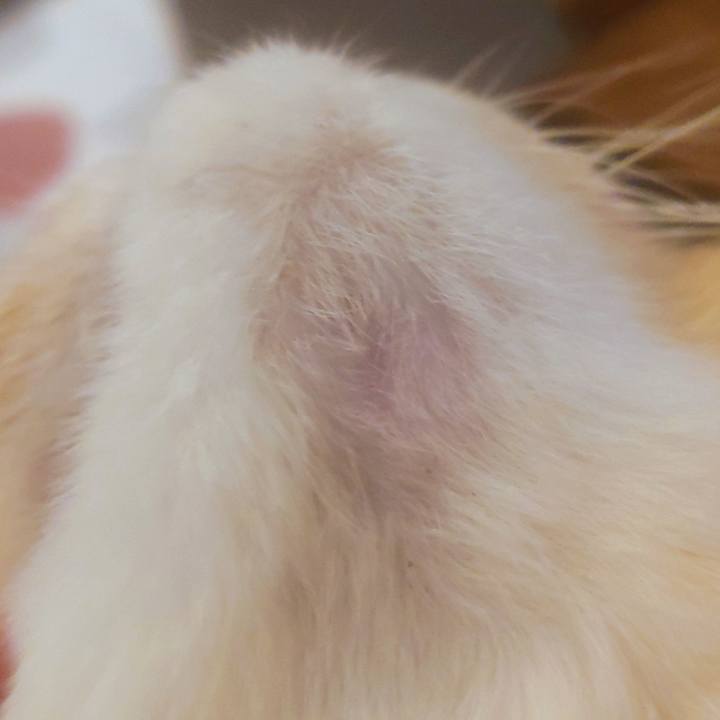 D02cf2b1 e0a9 4d79 b09a 1d4b2db6fec0 1762861767387