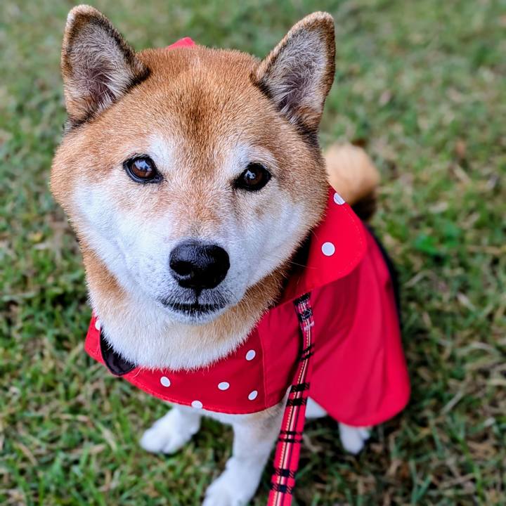 D02f12d8 5977 4ae3 bcbe 4bbfda646c86 1761116301827