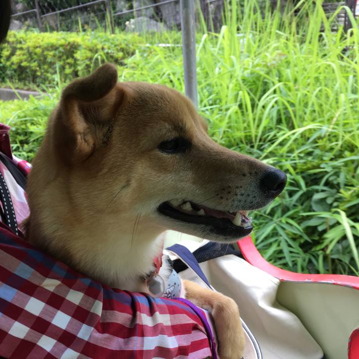 D02fdbed 8cf0 4394 948c cb2a2aee1e2c 1529139474443