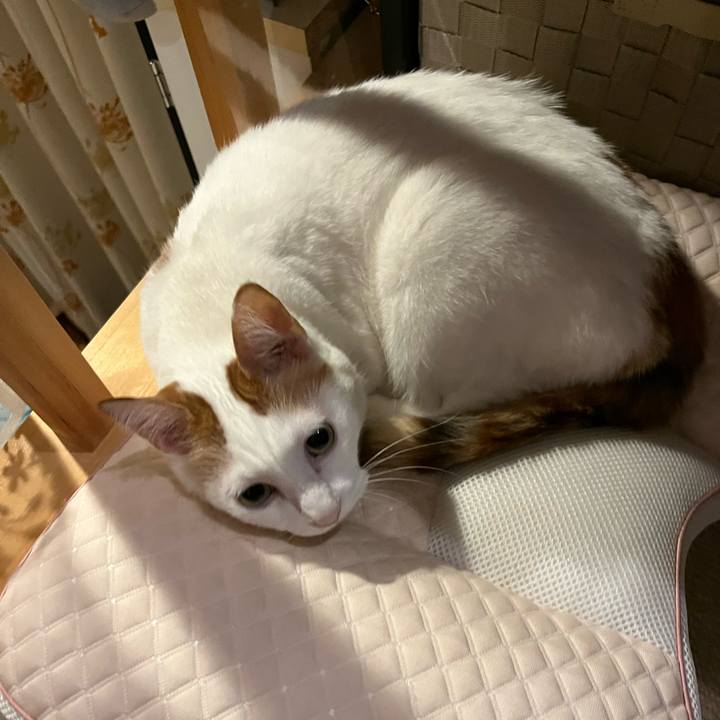 D0302d44 d458 4b57 aaf4 23bb060cd534 1761601798834