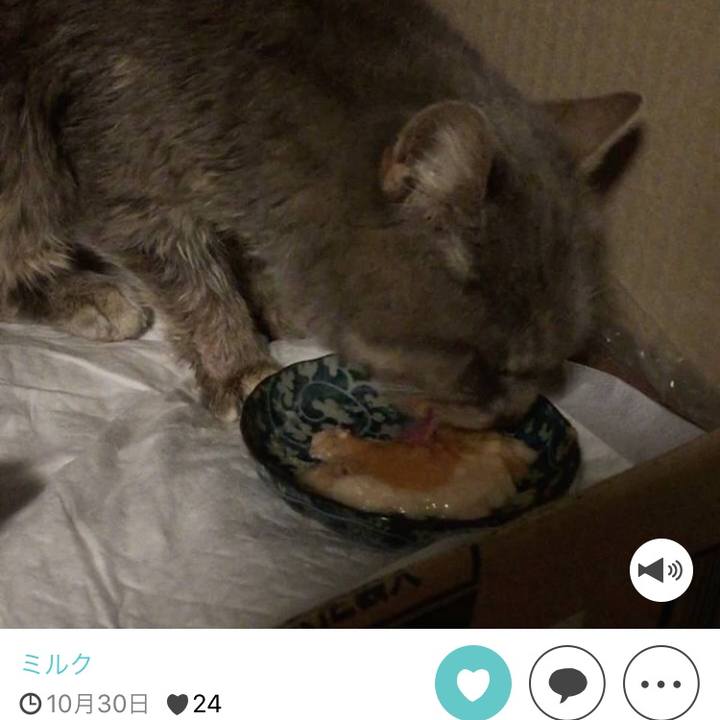 D0372f9d 2728 4065 8408 2d54bb6d5b2e 1511691110879