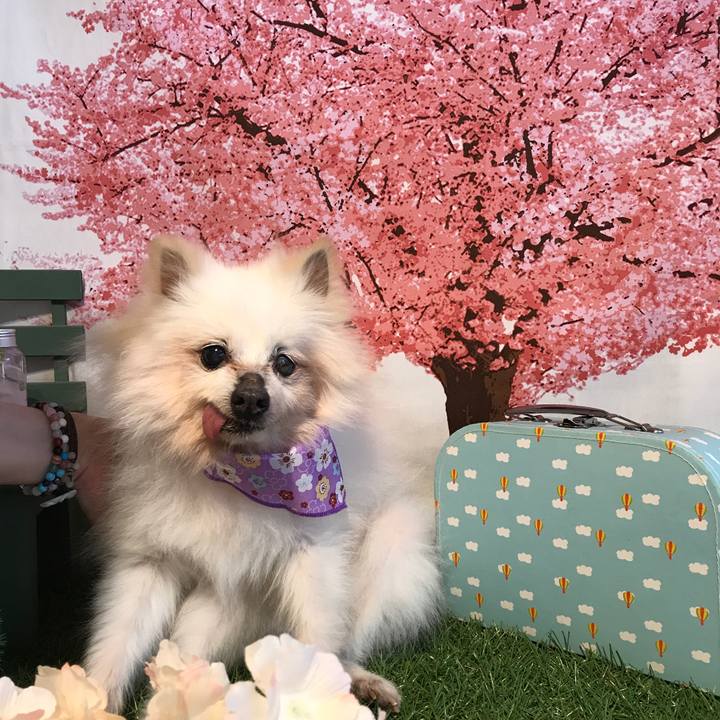 D037c0fc 8d48 426b 96b8 34649ea218ea 1522533724320