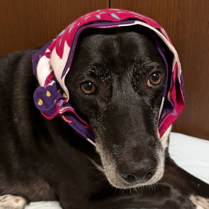 D0380a4b 1522 4cc5 99d2 7544636a553a 1726915179102