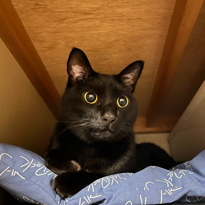 D03b4739 5e73 411a 8619 2ad67a8feaa7 1738943180270