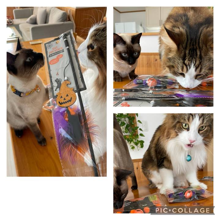 D03bdb7b 5bc0 4c9a 962a b9feb3c4d669 1727074232212