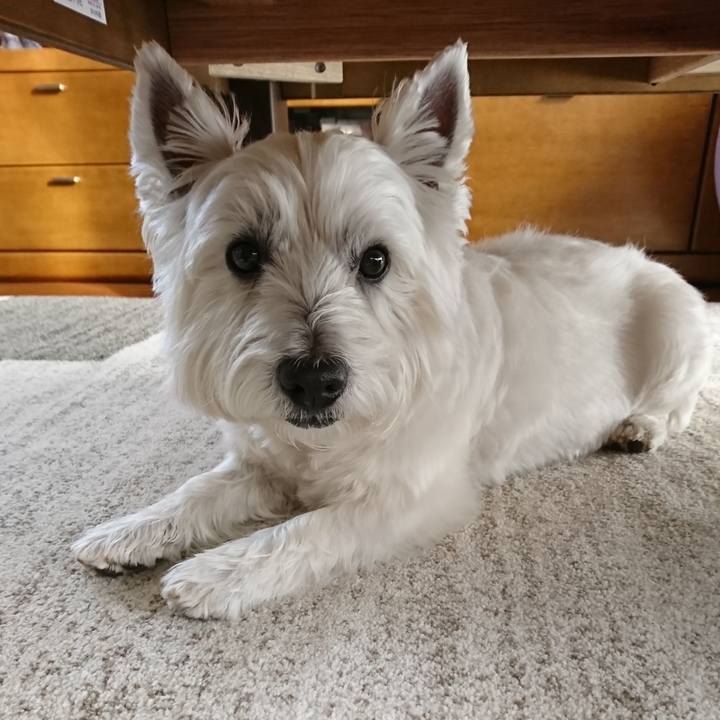 D045dc6f 7e4a 4948 bb06 8f82c31b2511 1543392648800