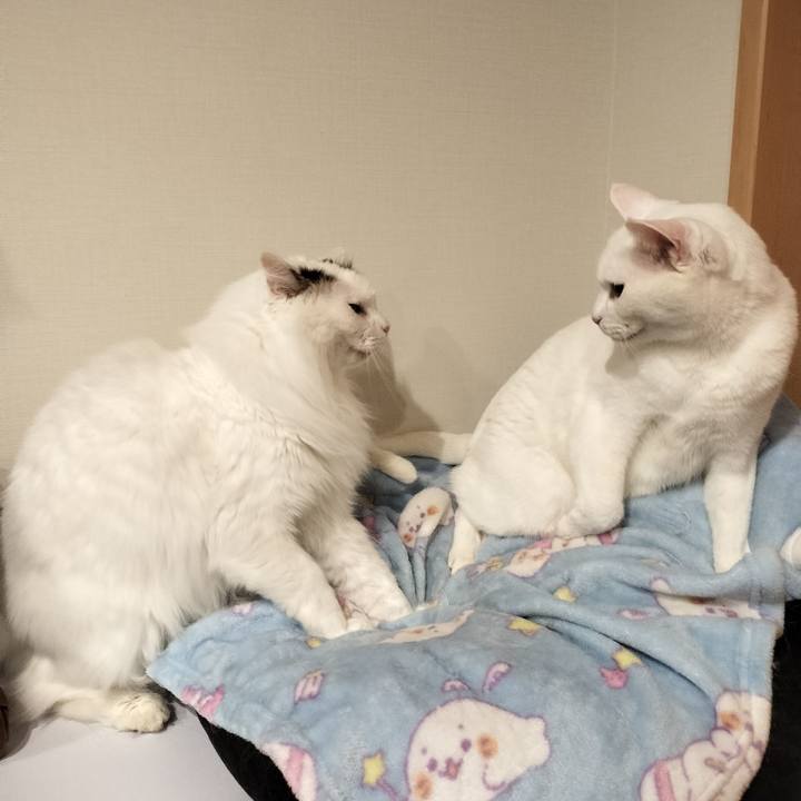 D04813cc a960 4af1 a16b f6bb1833ed0b 1762092099538