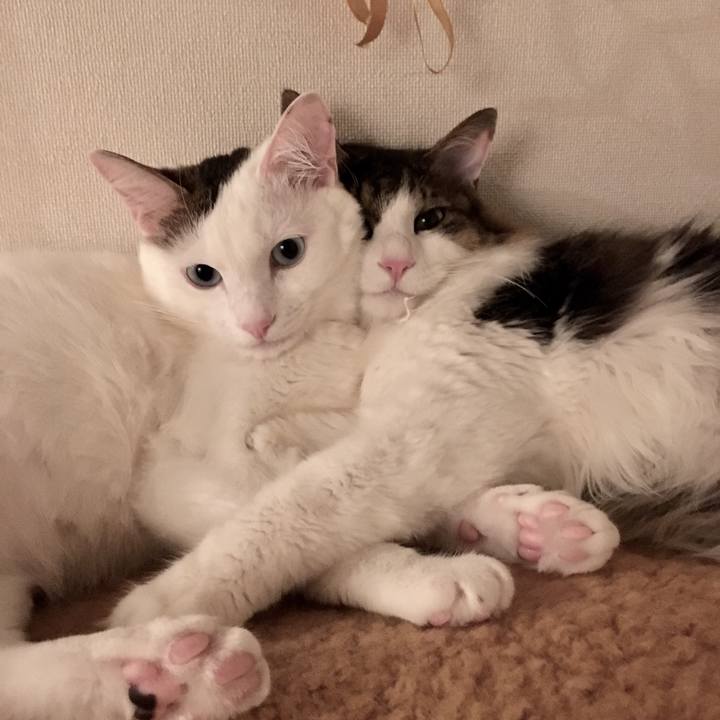 D04a454f d339 4829 a80b 9e6fbd916262 1527212545662