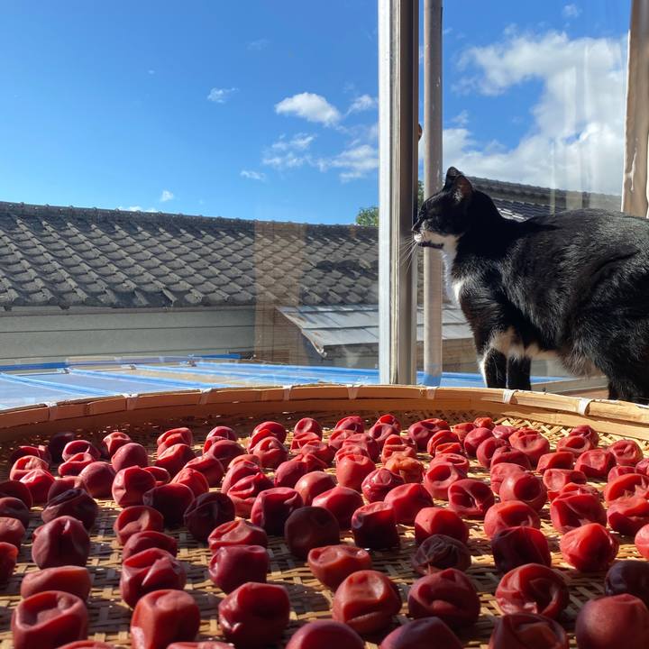 D054cbca 3bf1 40dc 8e50 b10423b23fc0 1691629567581