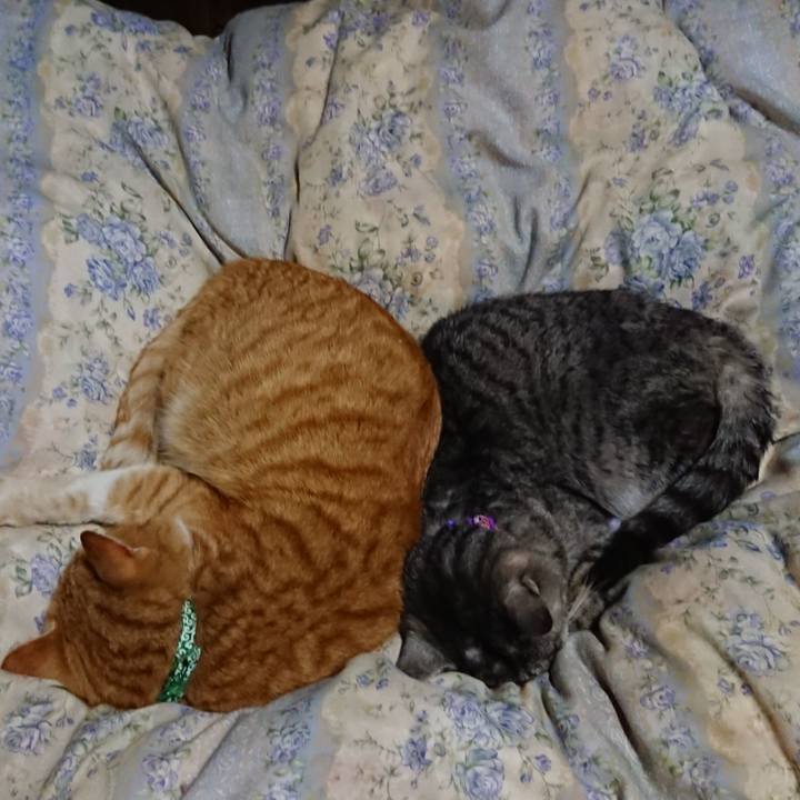 D058b8cd 1455 4528 8201 dd100601875b 1581768159596