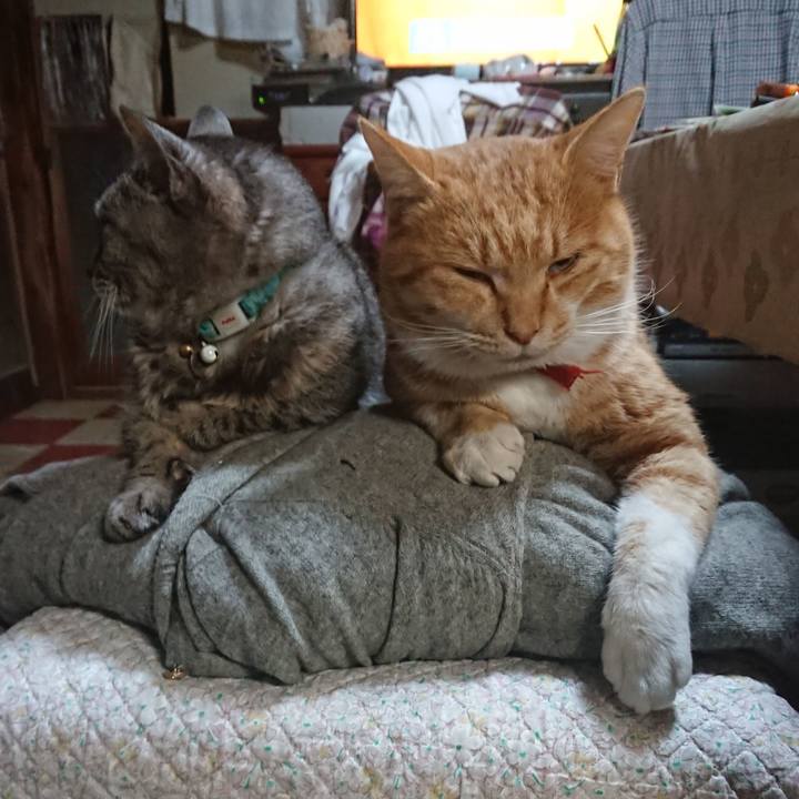 D05d0303 f0be 49ea 9dc2 d52404326ba4 1575579921509