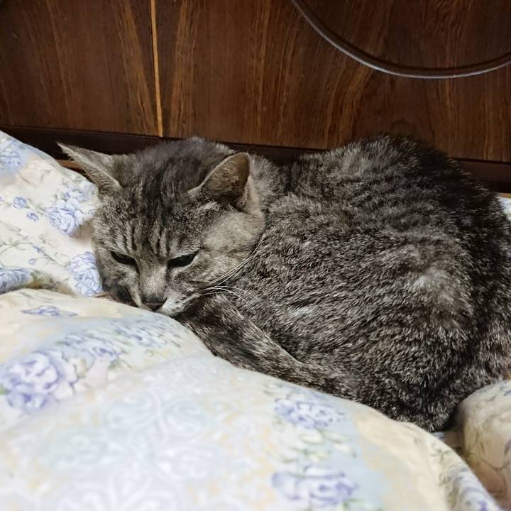 D0630a4b 4a06 417b aea4 54b4c76524aa 1590152896700