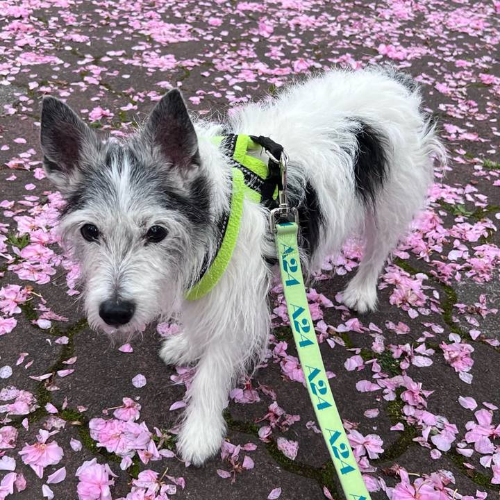 D063ebe0 86b0 411a bc23 be155f5c0bee 1650191889408