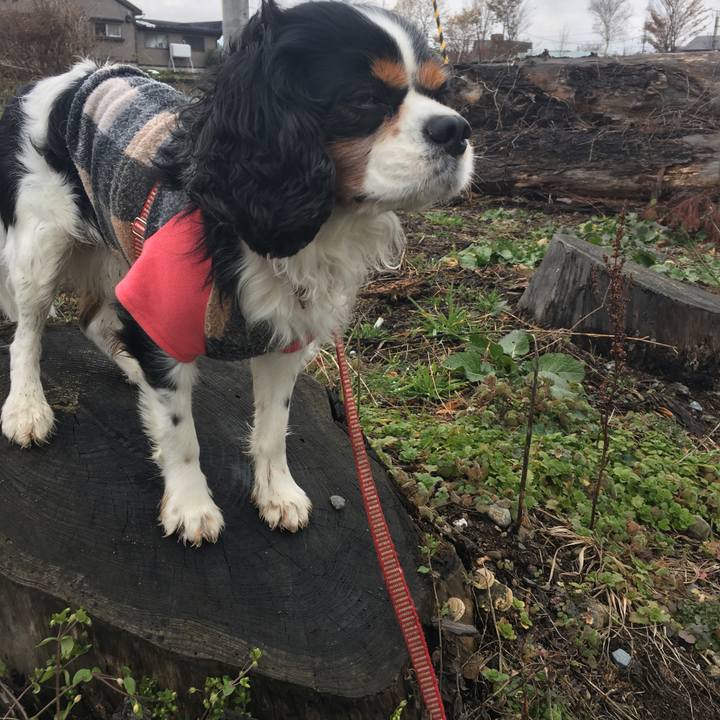 D0681d43 fe18 453e aa45 9327afa6d54d 1511412622899