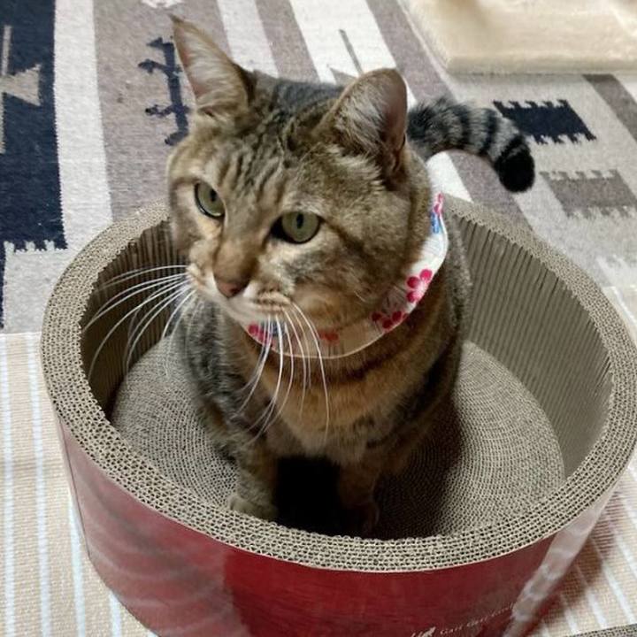 D069876e d00a 43d9 b765 328f85e8518b 1759499173016