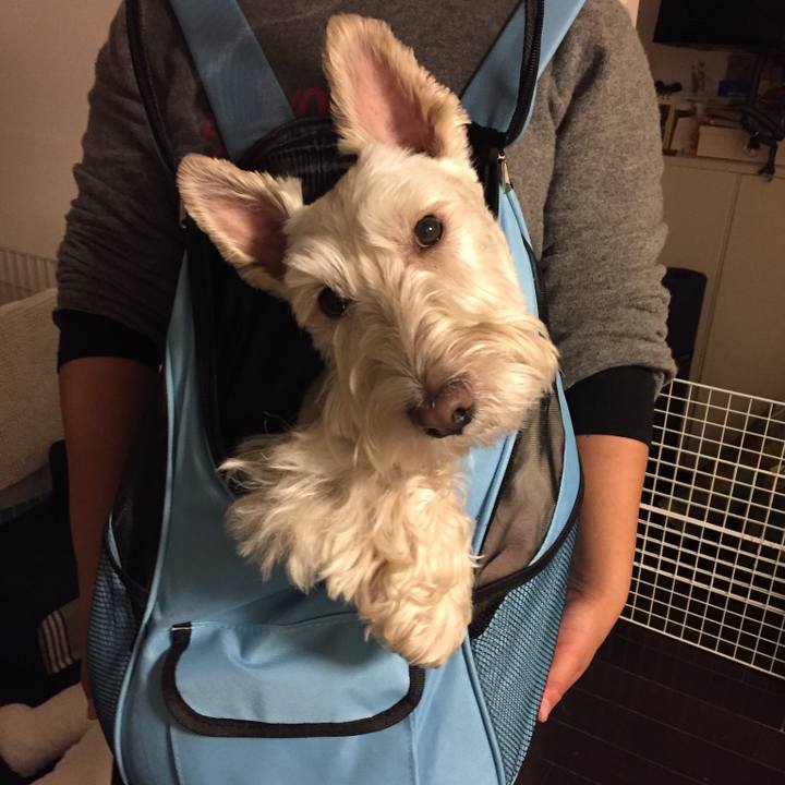 D06a1e31 c41b 48d1 abeb 2d0a07728b25 1512623485626