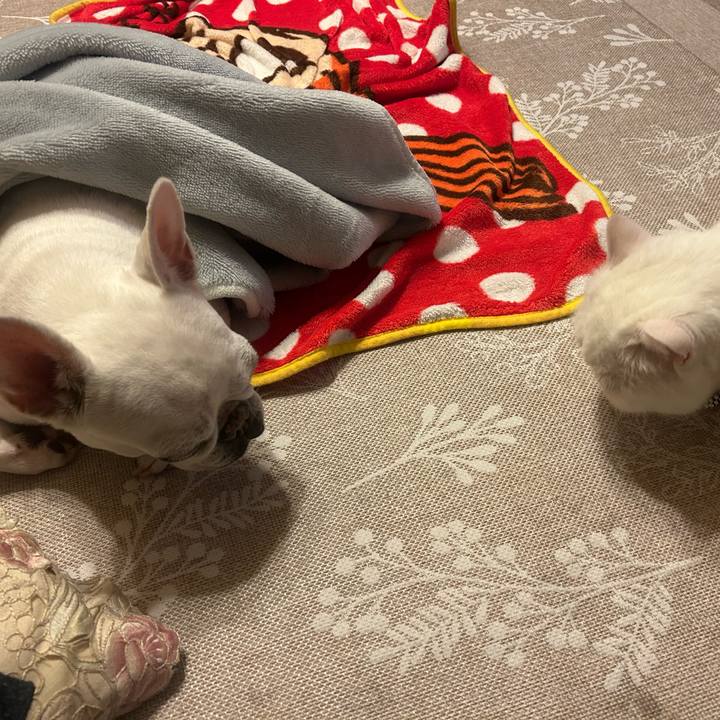 D06c056e 0dd3 4ef5 a718 fb4a46edb1fc 1762176549857