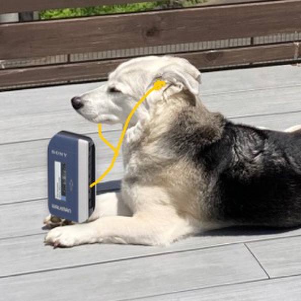 D0706dcc d221 45a1 971b 6f6e560b5483 1685067173131