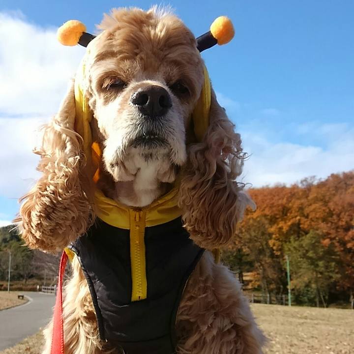 D075a317 cb43 4f02 a896 a4bf9be311d8 1513135364990