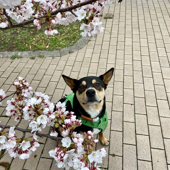 D076b5bb 3f62 4df1 8f3e 031c19b758e4 1585868884069