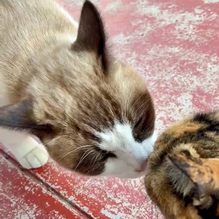 D07cb102 b704 4d5e 9fb7 0119068f5914 1764405637540