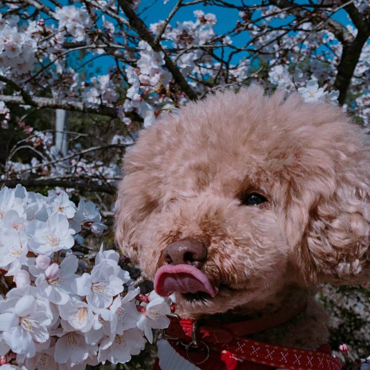 D087f0c8 91e5 44b4 a0f1 2b340d2a1ccb 1554456683547