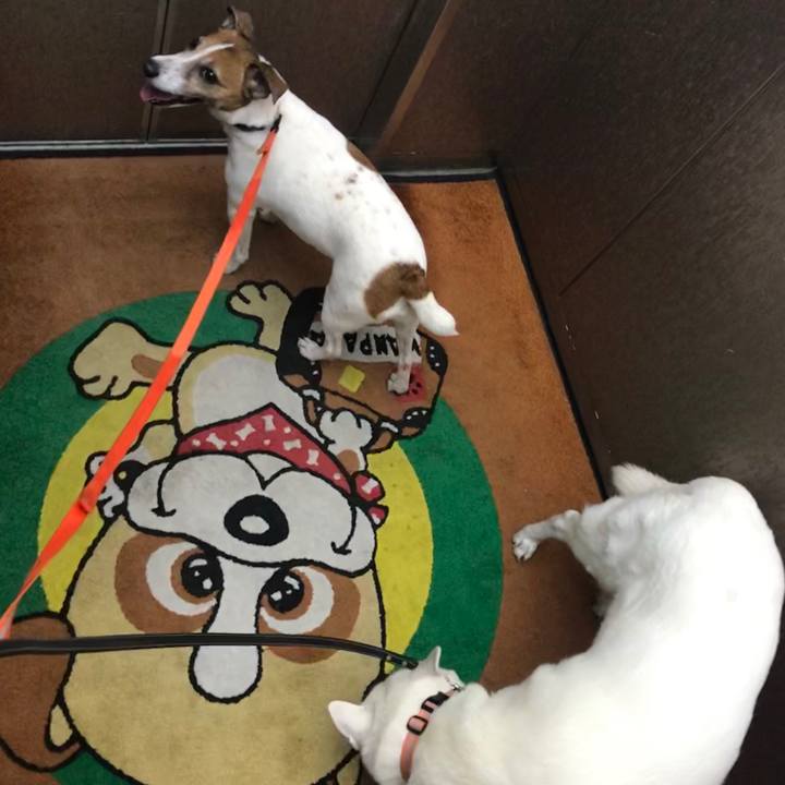 D08a253d ff7a 4fa0 93bd 4f39ed5e81d4 1523780446724