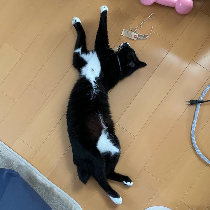 D08ca9ba 87d5 4bee a8df 562fbfb4528f 1724384082938