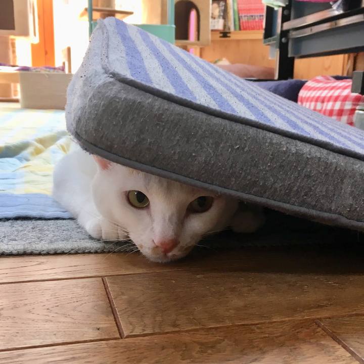 D08db184 b759 41c5 8304 5bccfe13f409 1533942553387