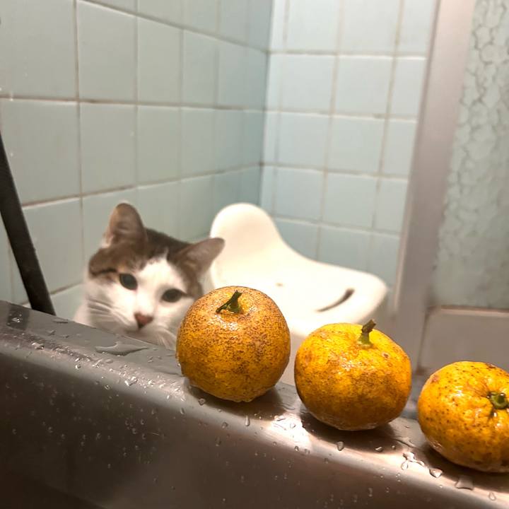 D0967403 442f 4946 9d8e b900f7e74c11 1734794355140