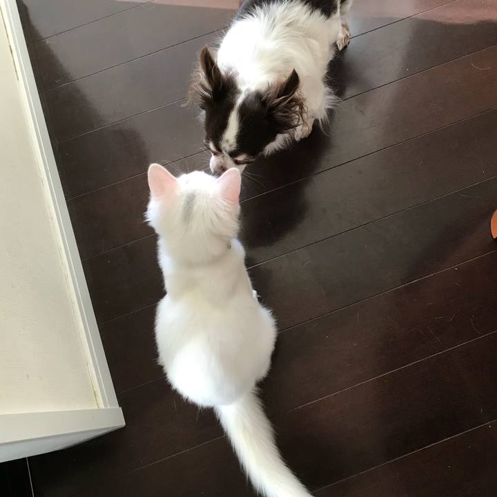 D0986f0f edf3 42d9 981e e8d903546cf6 1508821270420