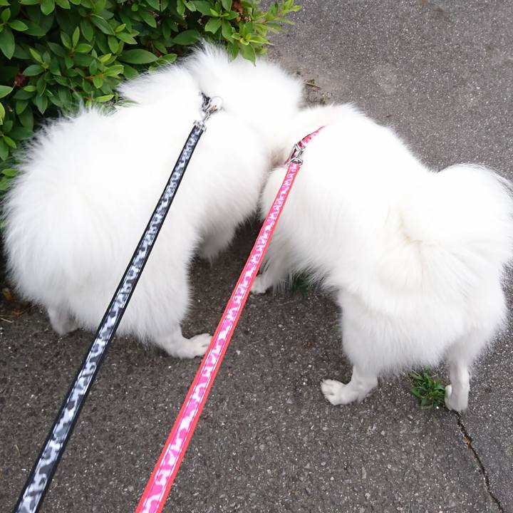 D0a17013 cd10 45fe 82f1 2a047bbaf2c4 1559294125134