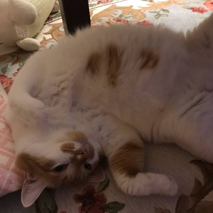 D0a4efc9 382f 498a 9e19 a4ffc0a6ecd8 1559568544784