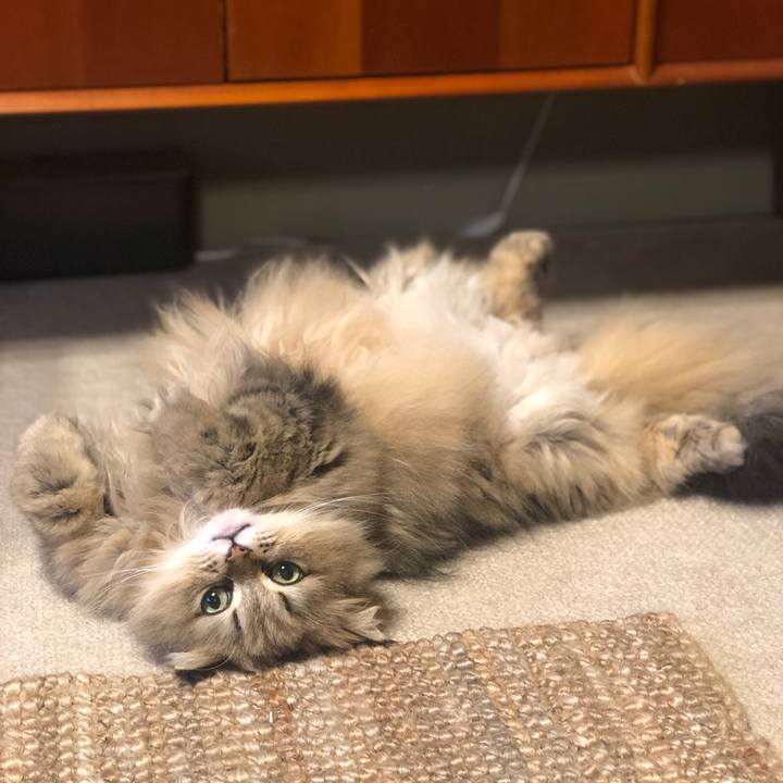 D0a5a01f a0fa 4441 8115 8843ff64571f 1623843784445