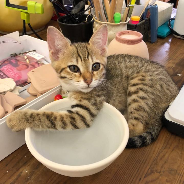 D0a609b4 171e 4606 83bc a232083c42b8 1577160966867