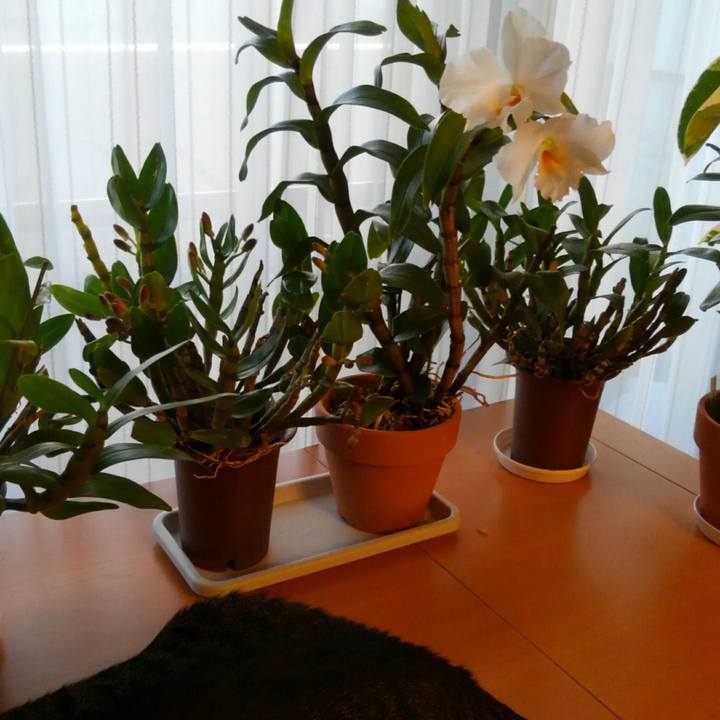 D0a6f69d 40e3 43b8 a23c 3f5f0ac3c8ed 1513812432623