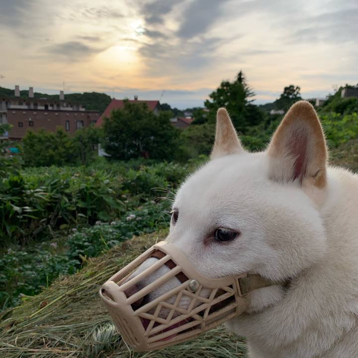 D0a744a4 a99d 4552 a732 f844b31f87dc 1595796533363