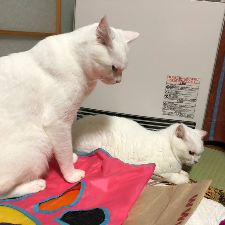 D0a7c0af aeee 432d a375 baabd0aa2233 1534751300757