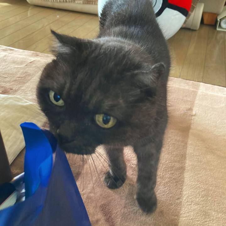 D0aae7ed 4a31 43b3 97f3 f5b8a7232576 1595169150324