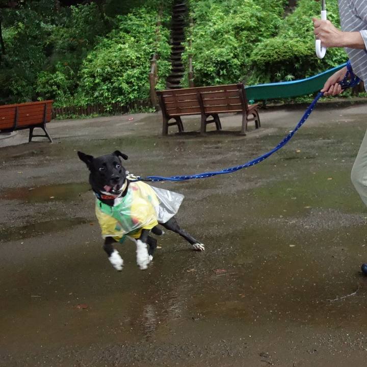 D0b099ba 9e38 4926 a2f2 e62ea304017b 1595028148860