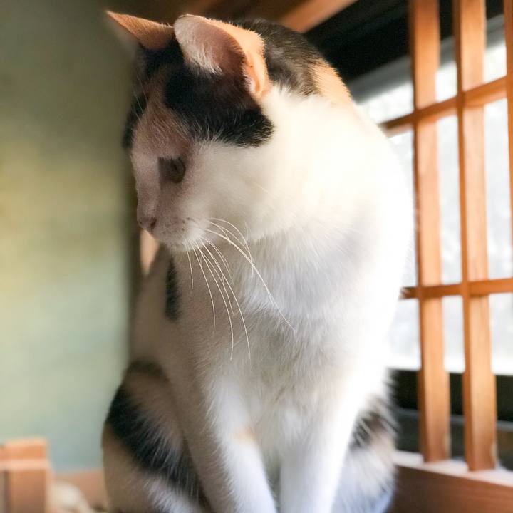 D0b0b417 9082 4d28 83ad d216a3c0a60a 1511880416549