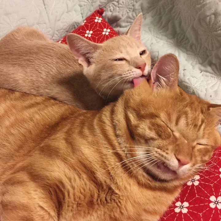 D0b7ff23 dab6 474a ada5 3a943b8f447a 1535543536434