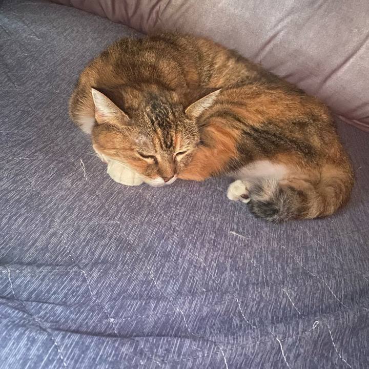 D0bbc779 933c 4591 a784 9180d61848bd 1762045995148