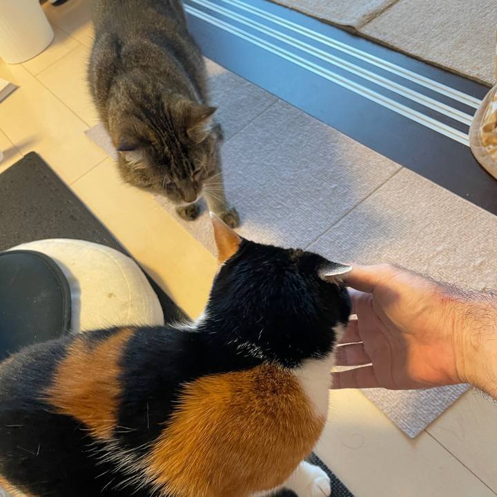 D0bbdc0b 53e4 4aff 98ae 685dd29d22d9 1720488606982