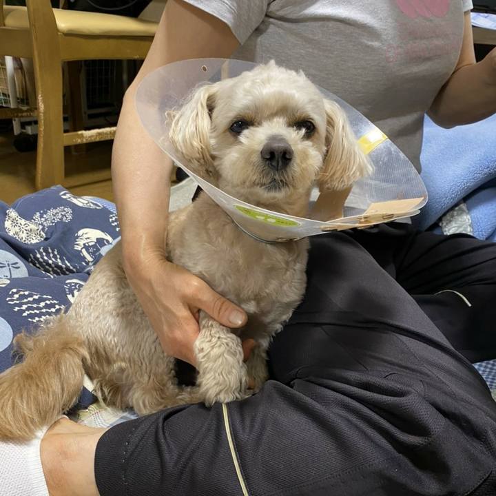 D0bfb6bf 68ed 486a a488 721337b1bd58 1590150612483