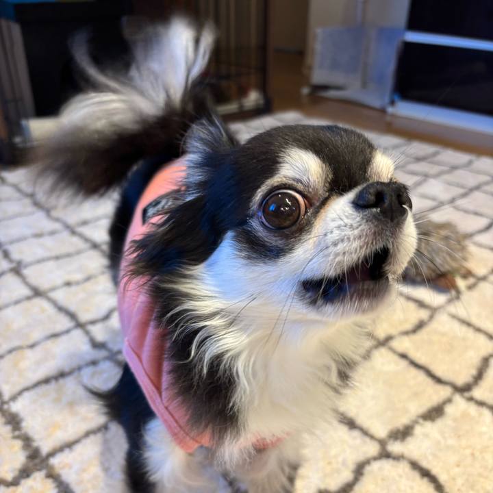 D0c24e4b cff3 48e3 9e35 499e8f190749 1733069063830