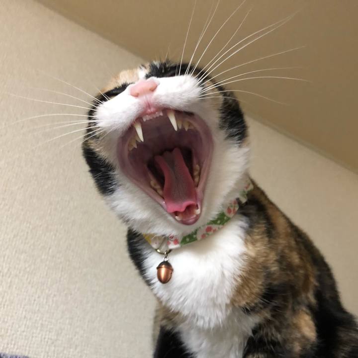 D0c4586a c815 4d4c 8257 ac0d186a16a1 1608836922951