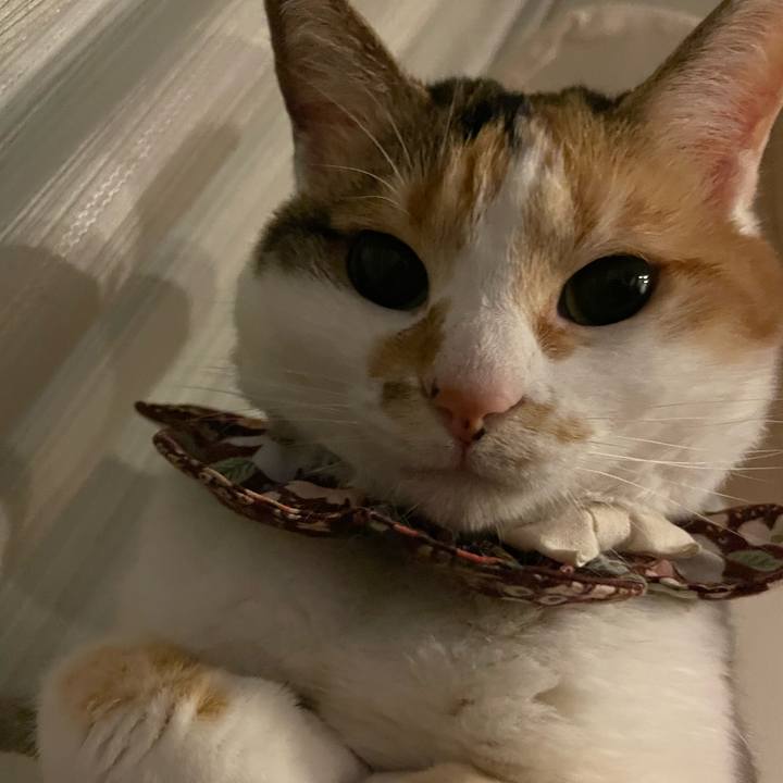 D0c5329f 0911 4959 8b11 10d6ce684ed3 1746974530067