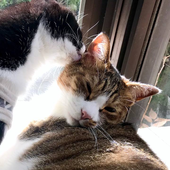 D0c5a6e9 7f32 469e 9c1a 37a51c4a62c4 1540434985774