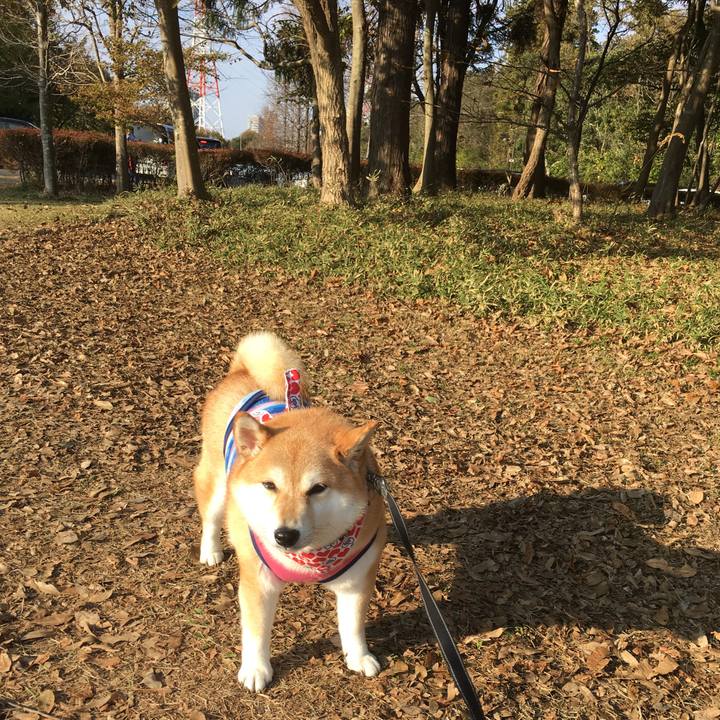 D0c7abd1 995f 4489 a9f1 bd737ab8375e 1541928370772